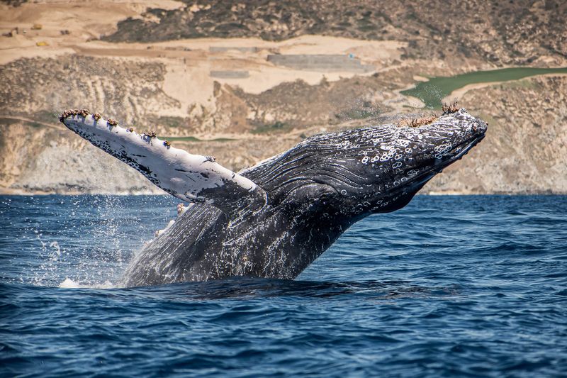 Los Cabos, Mexico