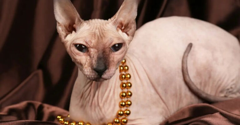 Top 10 Most Entitled Cat Breeds (And Why They’re Still Worth It)