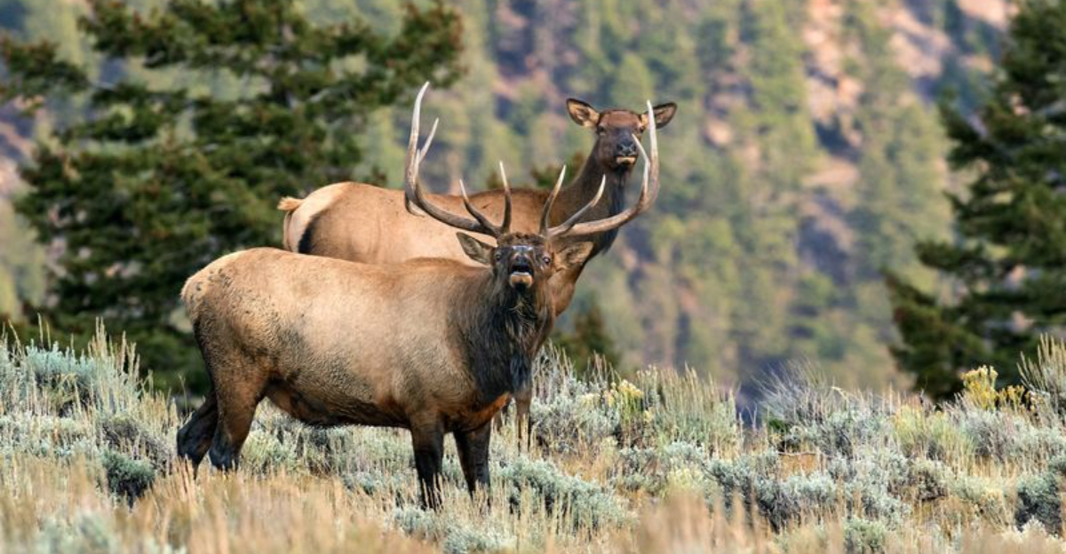 Top 11 U.S. States With The Most Diverse Wildlife