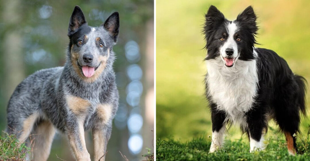 Top 15 Most Popular Mid-Sized Dog Breeds In America