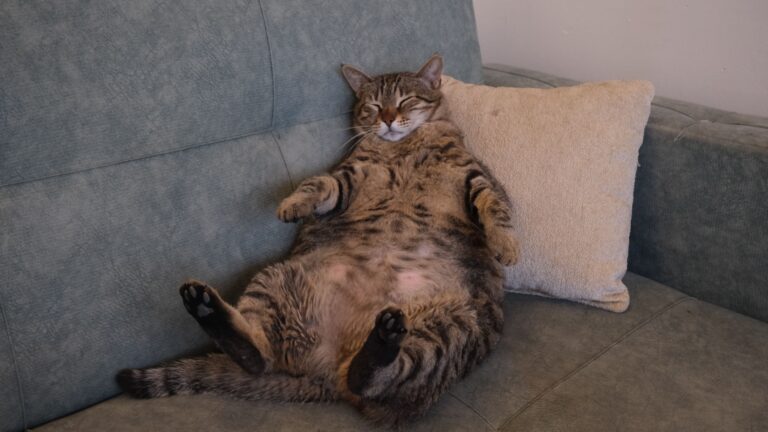 Top 16 Largest Domestic Cat Breeds By Weight