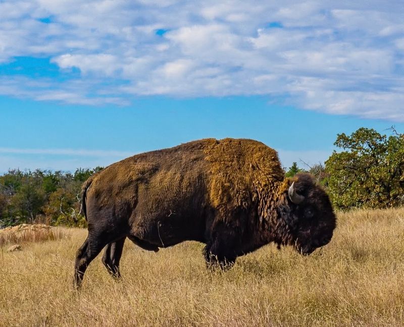 American Bison