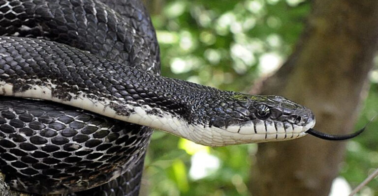 Top 9 Black Snakes In Texas (One Is Venomous!)