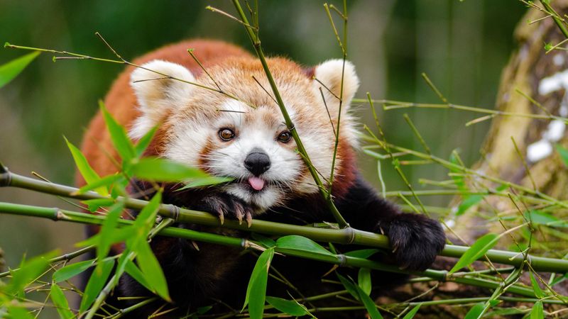 Top-Notch Tree Climbers