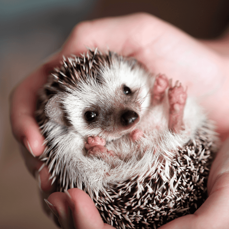 Hedgehog