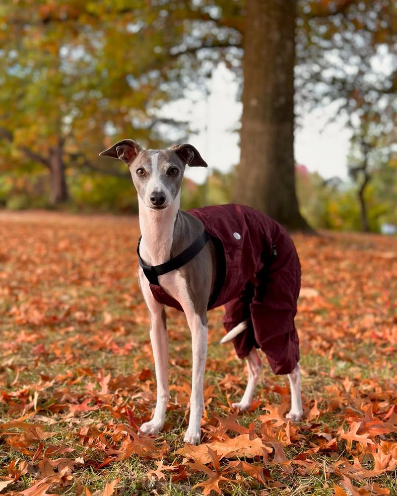 Italian Greyhound