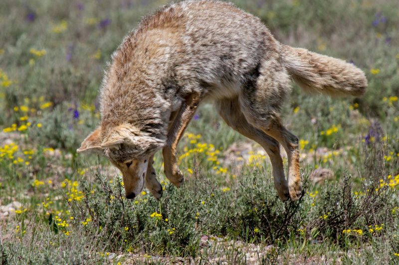 Avoid Feeding Wildlife