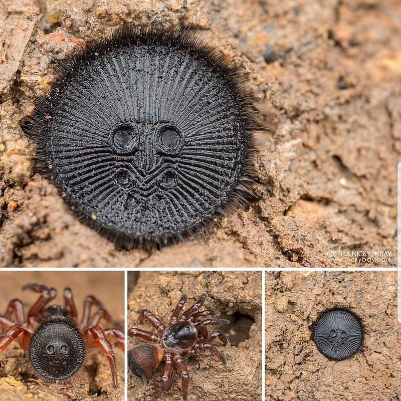Trapdoor Spiders