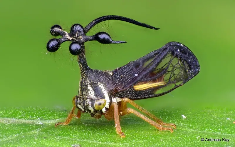 Treehopper