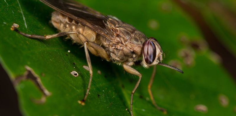Tsetse Fly