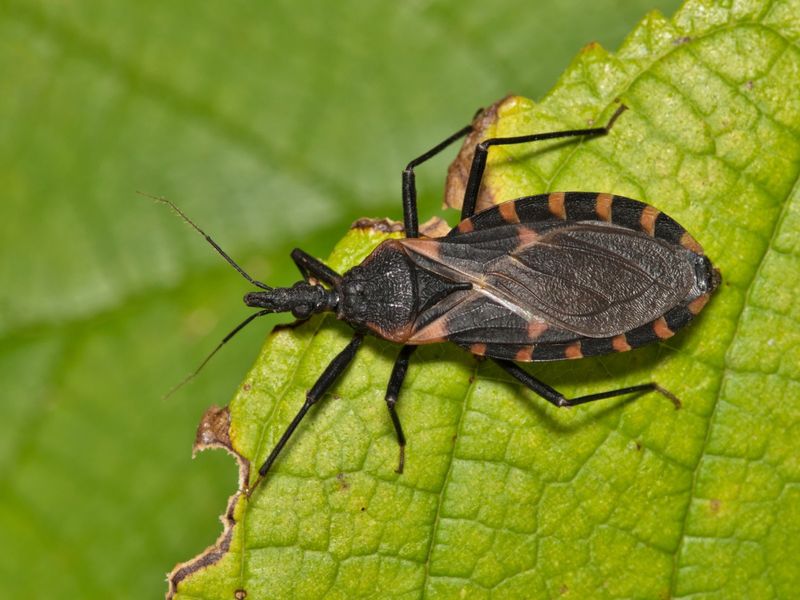 Kissing Bug