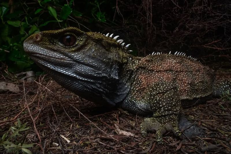 Tuatara