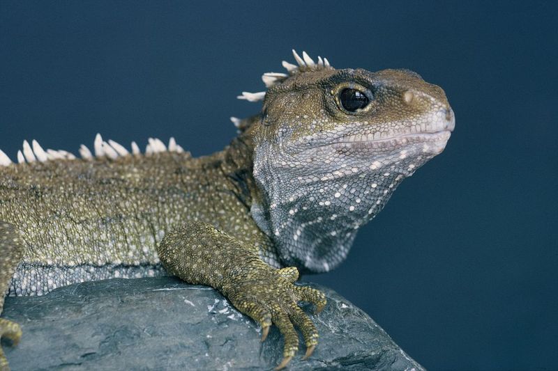 Tuataras