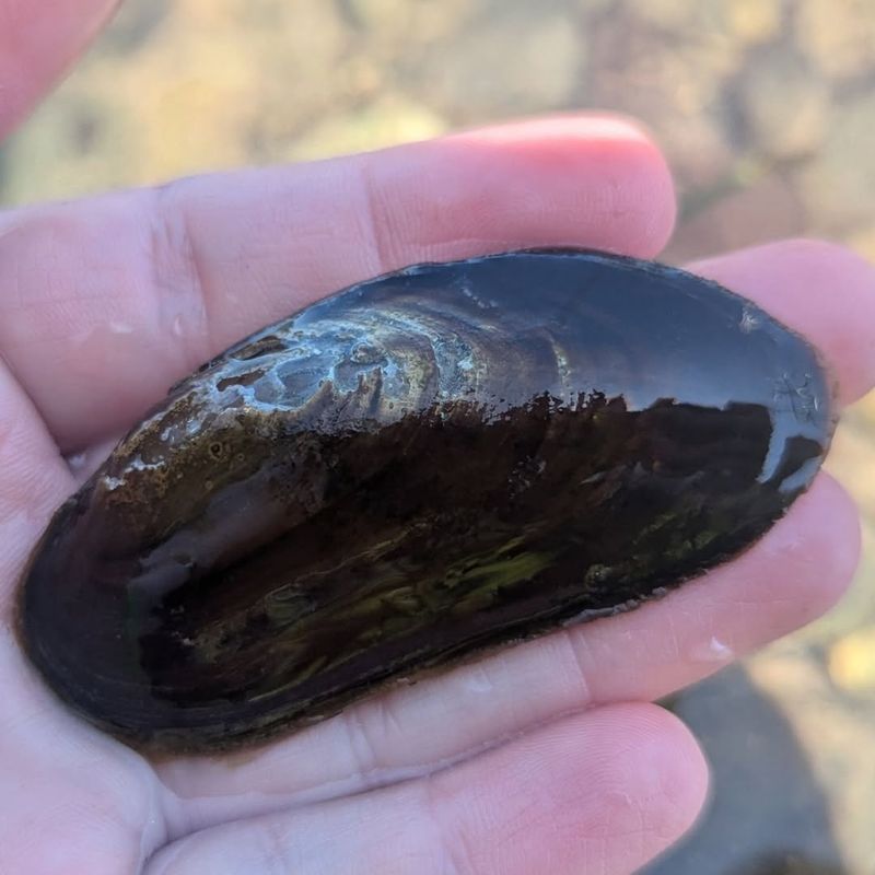 Freshwater Pearl Mussels