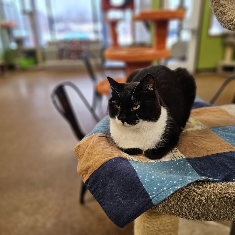 Tucked Paws Or “Loaf” Position