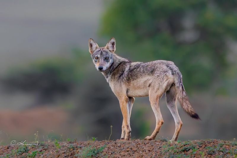 Indian Wolf (Canis Lupus Pallipes)