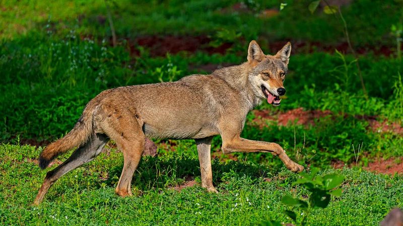 Indian Gray Wolf