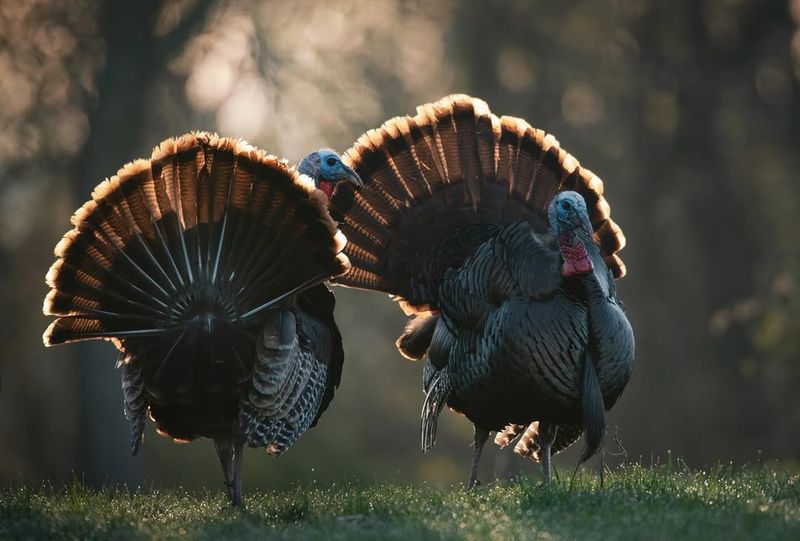 Turkeys