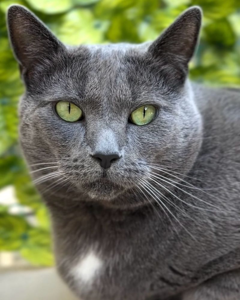 Chartreux