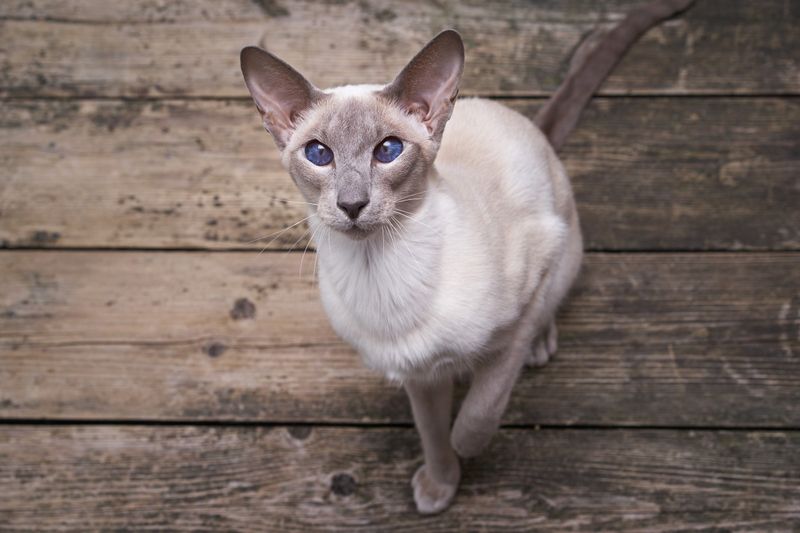 Oriental Shorthair