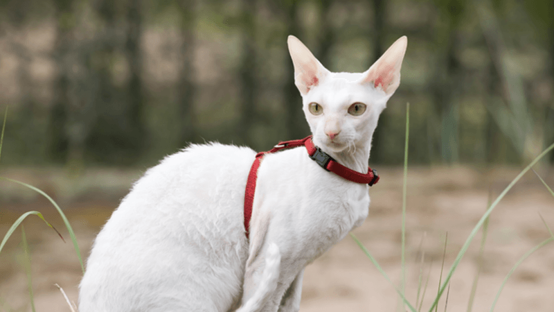 Cornish Rex