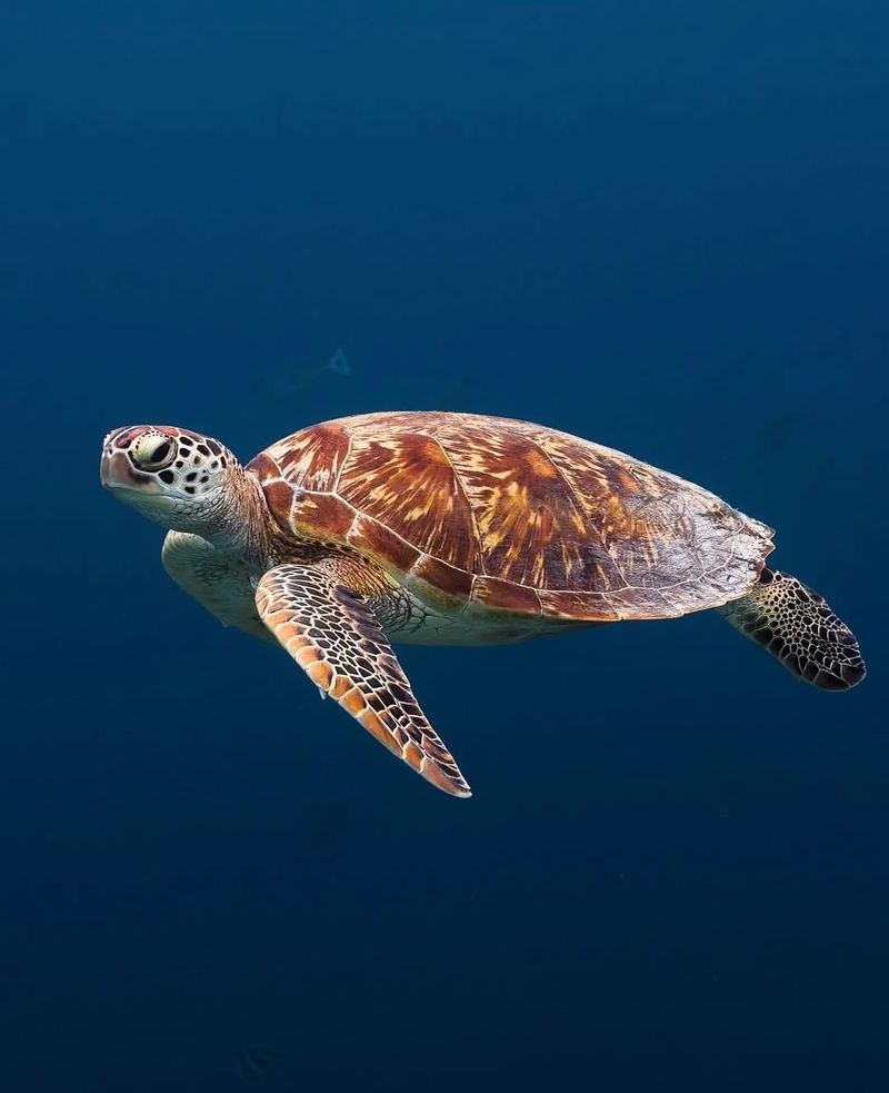 Green Sea Turtle