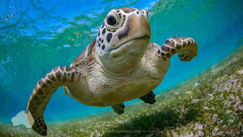 Turtle