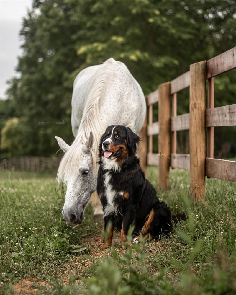 Dog And Horse