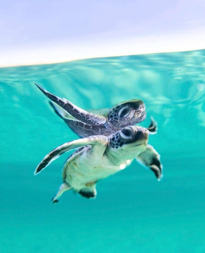 Turtles