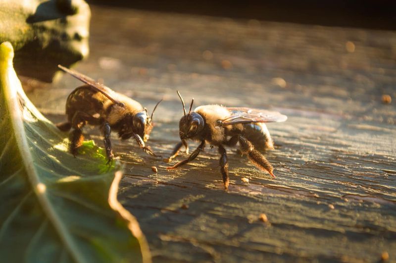 Home-made Bee Repellent Spray