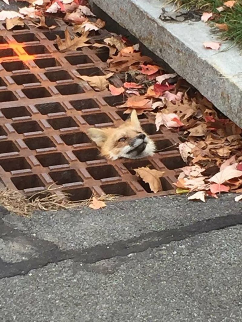 In Storm Drains