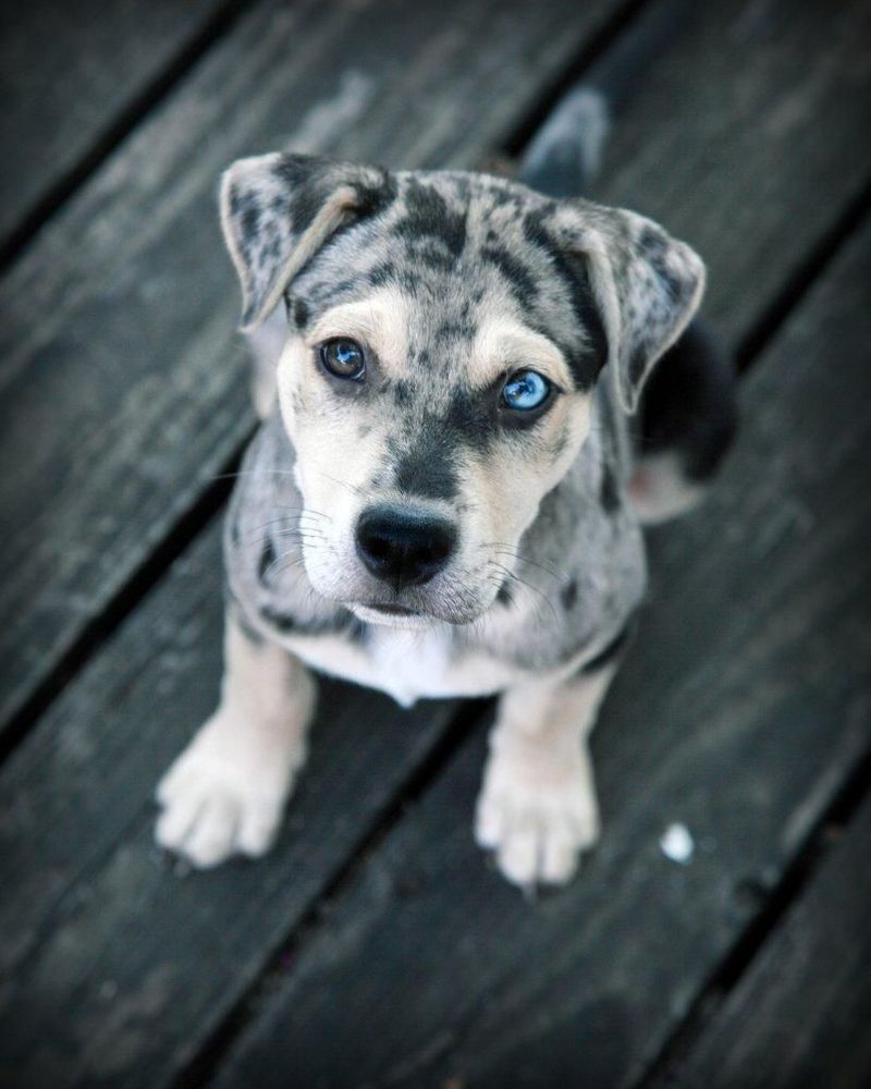 Heterochromia In Catahoulas