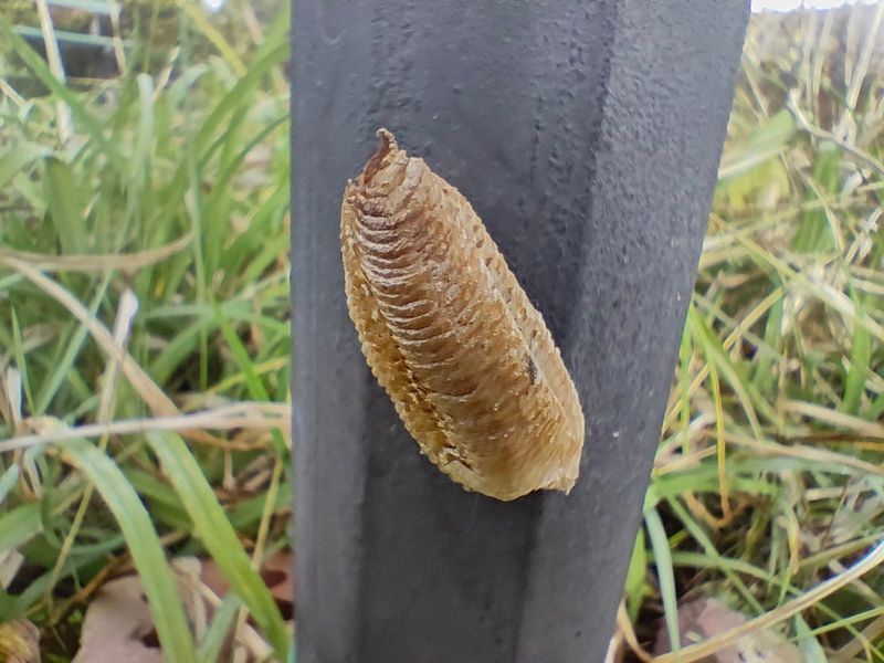 Unique Egg Cases