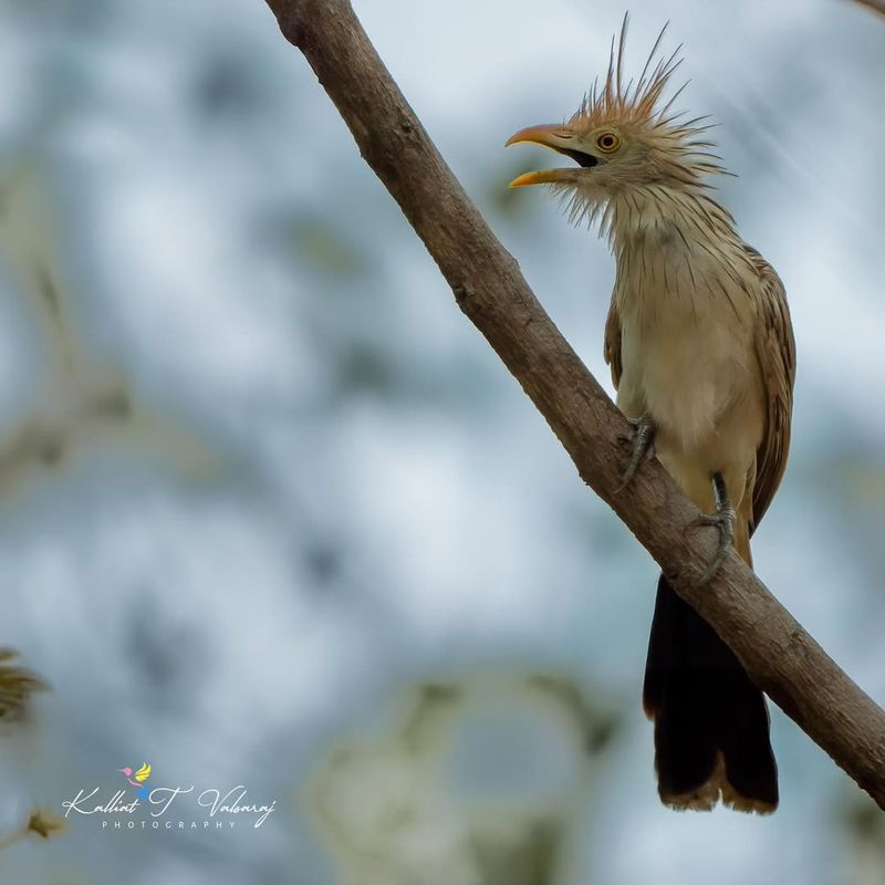 The Cuckoo's Call