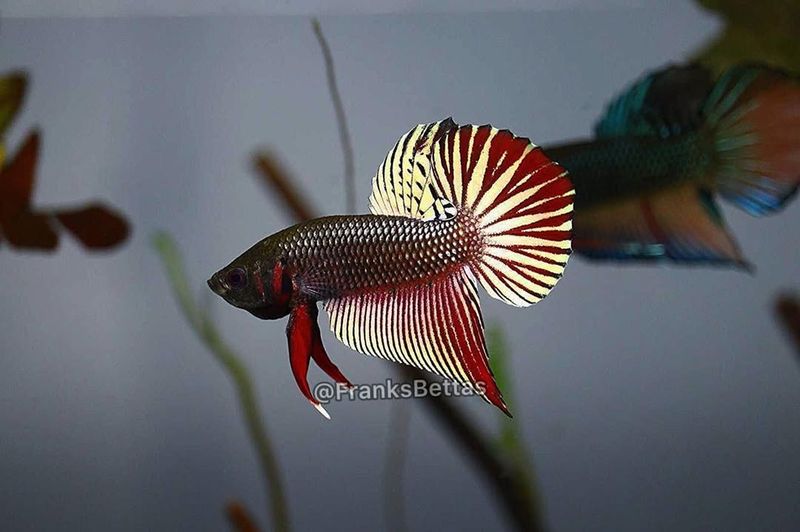 Unique Fins And Tail Shapes