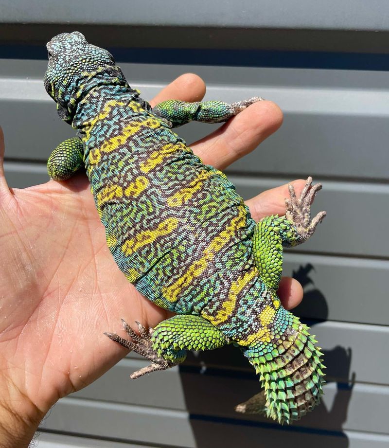 Uromastyx