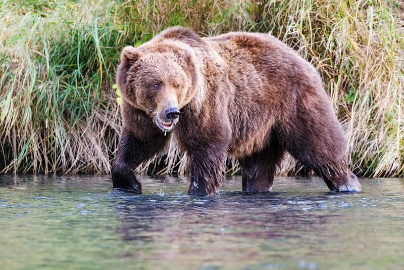 Ursus Arctos (Brown Bear)