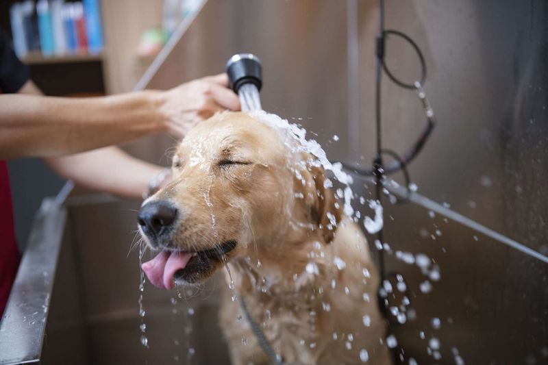 Wash Your Pet Regularly