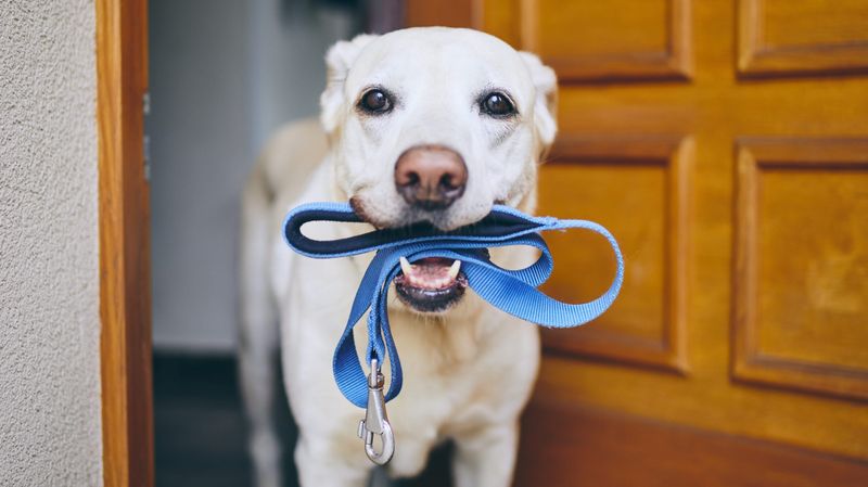 Wash Pet Collars And Leashes