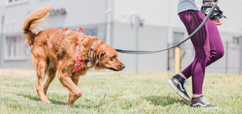 Use Clicker Training