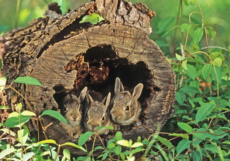 Eliminate Rabbit Habitats