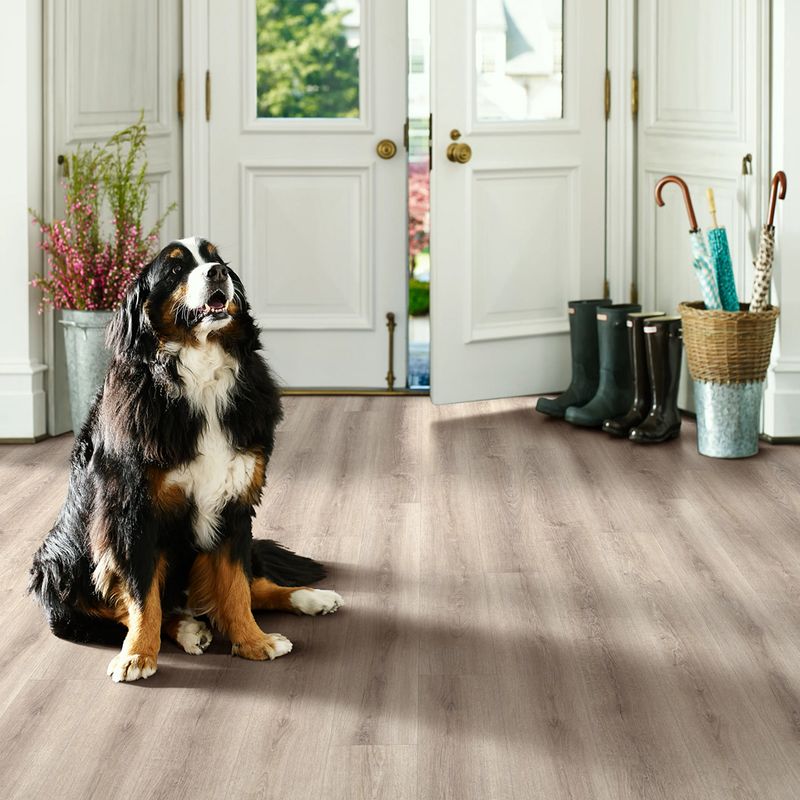 Use Pet-Friendly Flooring