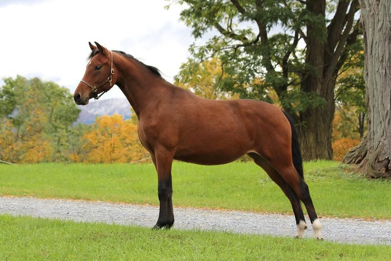 Vermont - Morgan Horse