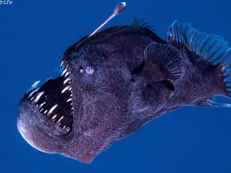 Anglerfish