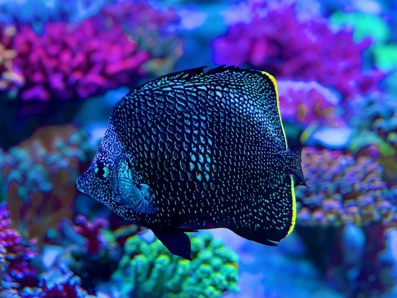 Wrought Iron Butterflyfish