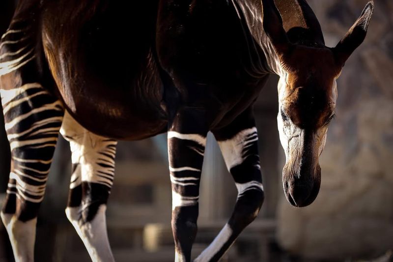 Okapi