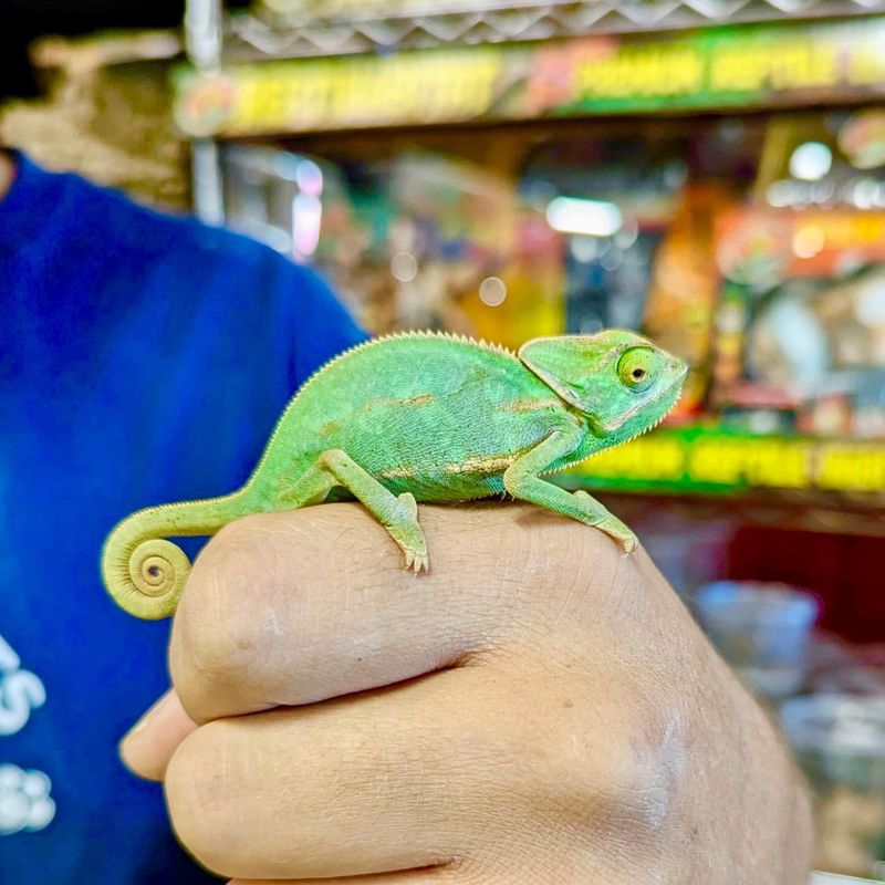 Veiled Chameleon