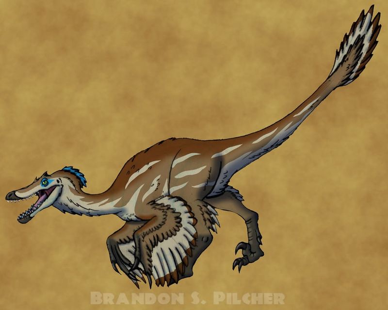 Velociraptor