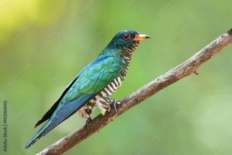 Velvet-Winged Cuckoo