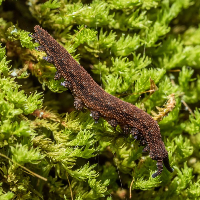 Velvet Worm